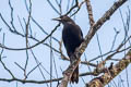 Dusky-green Oropendola Psarocolius atrovirens