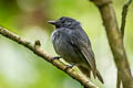 Dusky-throated Antshrike Thamnomanes ardesiacus ardesiacus