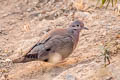 Eared Dove Zenaida auriculata hypoleuca