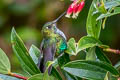 Emerald-bellied Puffleg Eriocnemis aline dybowskii