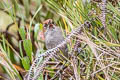 Eye-ringed Thistletail Asthenes palpebralis