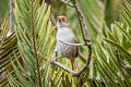 Eye-ringed Thistletail Asthenes palpebralis