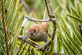 Eye-ringed Thistletail Asthenes palpebralis