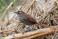 Eye-ringed Thistletail Asthenes palpebralis