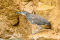 Fasciated Tiger Heron Tigrisoma fasciatum salmoni