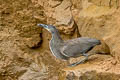 Fasciated Tiger Heron Tigrisoma fasciatum salmoni