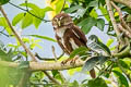 Ferruginous Pygmy Owl Glaucidium brasilianum ucayalae