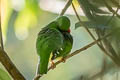 Firey-throated Fruiteater Pipreola chlorolepidota