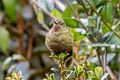 Fiery-throated Metaltail Metallura eupogon