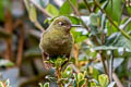 Fiery-throated Metaltail Metallura eupogon