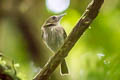 Bran-coloured Flycatcher Myiophobus fasciatus auriceps