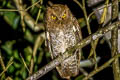 Foothill Screech Owl Megascops roraimae napensis (Roraiman Screech Owl)