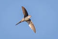 Fork-tailed Palm Swift  Tachornis squamata