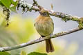 Fulvous-breasted Flatbill Rhynchocyclus fulvipectus