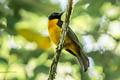 Fulvous Shrike-Tanager Lanio fulvus peruvianus