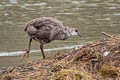 Giant Coot Fulica gigantea