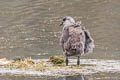 Giant Coot Fulica gigantea