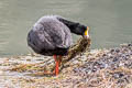 Giant Coot Fulica gigantea