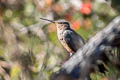 Giant Hummingbird Patagona gigas peruviana