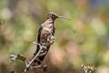 Giant Hummingbird Patagona gigas peruviana