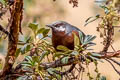 Giant Conebill Conirostrum binghami