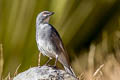 Glacier Finch Idiopsar speculifer magnirostris