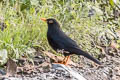 Glossy-black Thrush Turdus serranus serranus