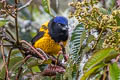 Golden-backed Mountain Tanager Cnemathraupis aureodorsalis