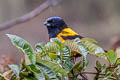 Golden-backed Mountain Tanager Cnemathraupis aureodorsalis