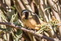 Golden-billed Saltator Saltator aurantiirostris albociliaris