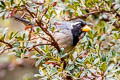 Golden-billed Saltator Saltator aurantiirostris albociliaris