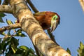 Golden-collared Toucanet Selenidera reinwardtii langsdorffii 