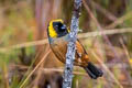 Golden-collared Tanager Iridosornis jelskii jelskii