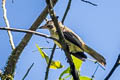 Golden-crowned Flycatcher Myiodynastes chrysocephalus