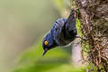 Golden-eyed Flowerpiercer Diglossa glauca glauca