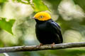 Golden-headed Manakiin Ceratopipra erythrocephala berlepschi 