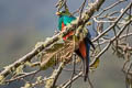 Golden-headed Quetzal Pharomachrus auriceps auriceps