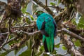 Golden-headed Quetzal Pharomachrus auriceps auriceps