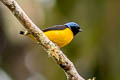 Golden-rumped Euphina Chlorophonia cyanocephala cyanocephala (Blue-hooded Euphonia)