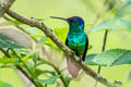 Golden-tailed Sapphire Chrysuronia oenone josephinae