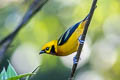 Golden Tanager Tangara arthus sophiae