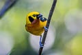 Golden Tanager Tangara arthus sophiae