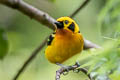 Golden Tanager Tangara arthus sophiae