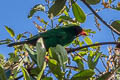 Grass-green Tanager Chlorornis riefferii celatus 