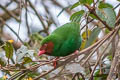 Grass-green Tanager Chlorornis riefferii elegans