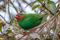 Grass-green Tanager Chlorornis riefferii elegans