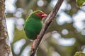 Grass-green Tanager Chlorornis riefferii elegans