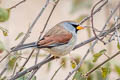 Great Inca Finch Incaspiza pulchra