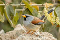 Great Inca Finch Incaspiza pulchra