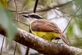 Great Kiskadee Pitangus sulphuratus sulphuratus